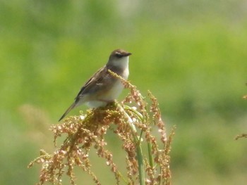 セッカ 秋ヶ瀬公園付近 2022年4月22日(金)