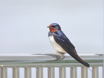 2022年4月21日(木) 東京都 自宅の野鳥観察記録