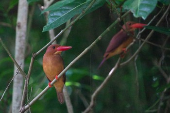 2022年4月12日(火) 石垣島の野鳥観察記録