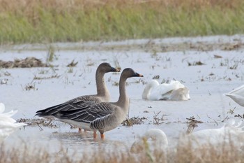 オオヒシクイ 石川県 2017年11月22日(水)