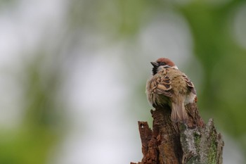 Eurasian Tree Sparrow 国会前庭 Fri, 4/22/2022