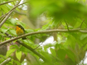 Narcissus Flycatcher 京都府立植物園 Thu, 4/21/2022