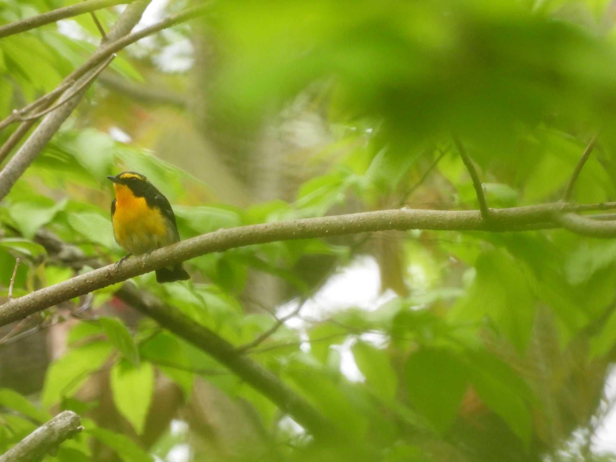 Narcissus Flycatcher