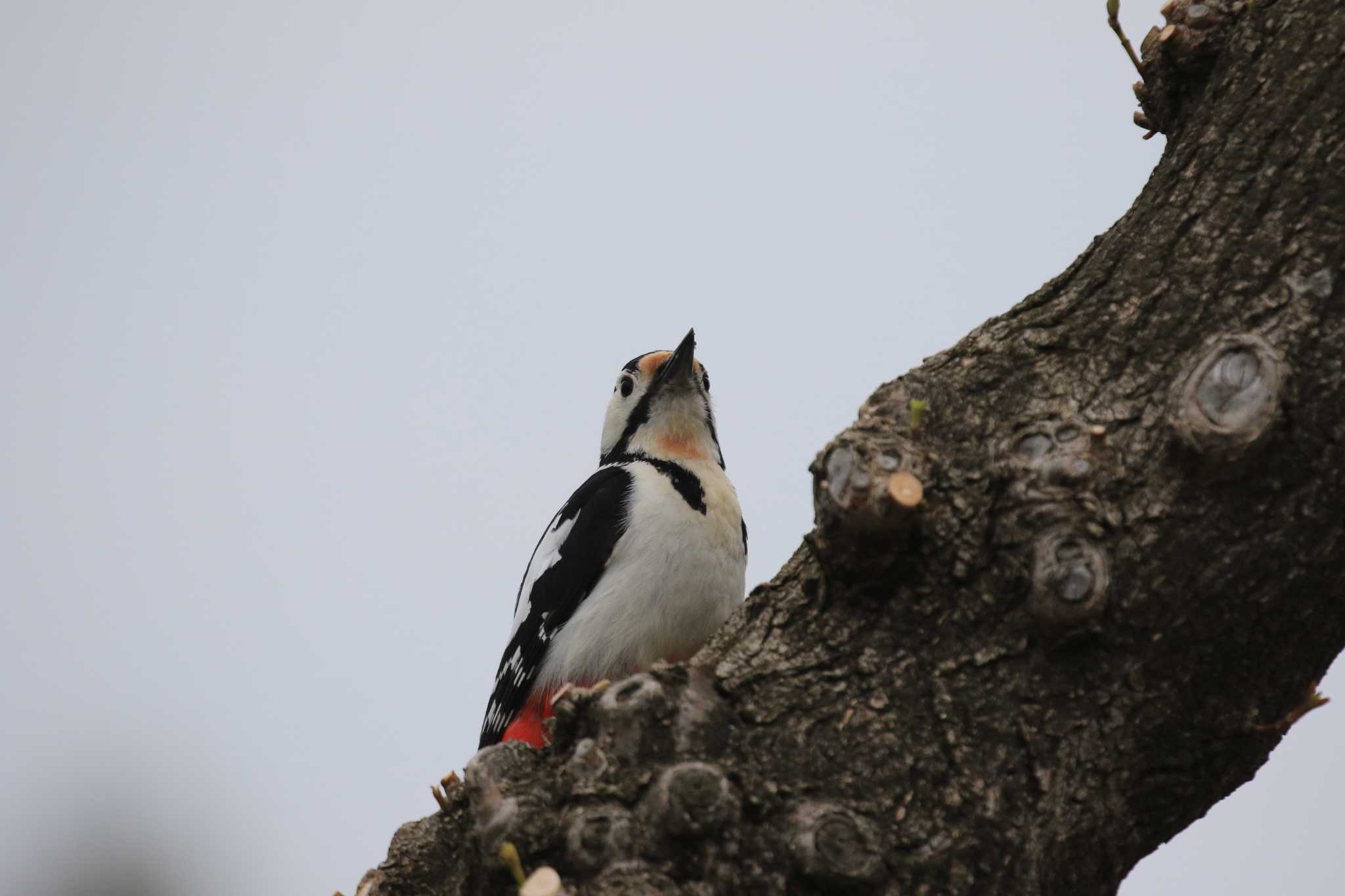 Great Spotted Woodpecker(japonicus)