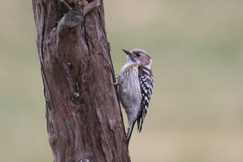 2022年4月22日(金) 北海道 函館市 東山の野鳥観察記録