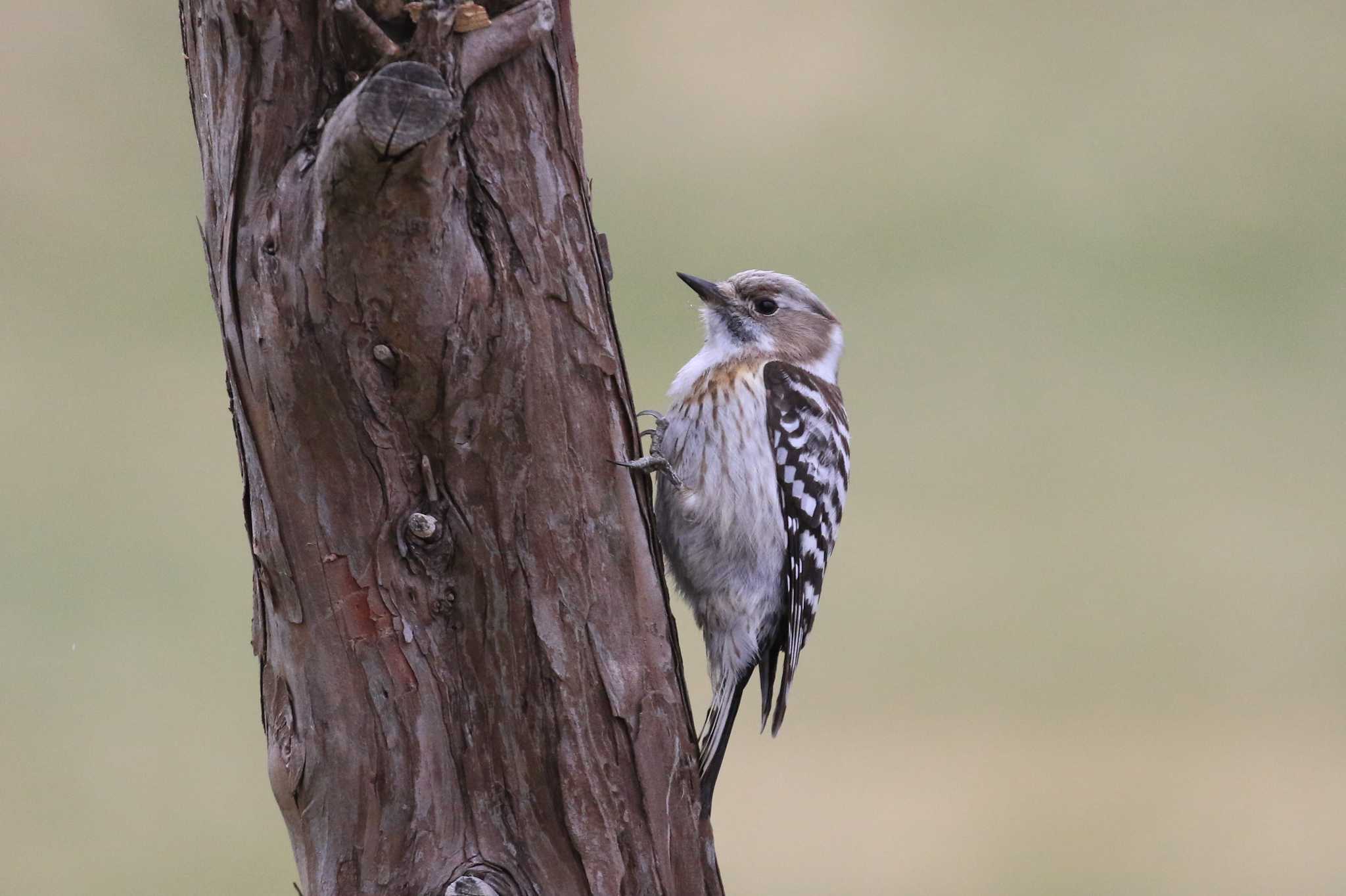 Japanese Pygmy Woodpecker(seebohmi)