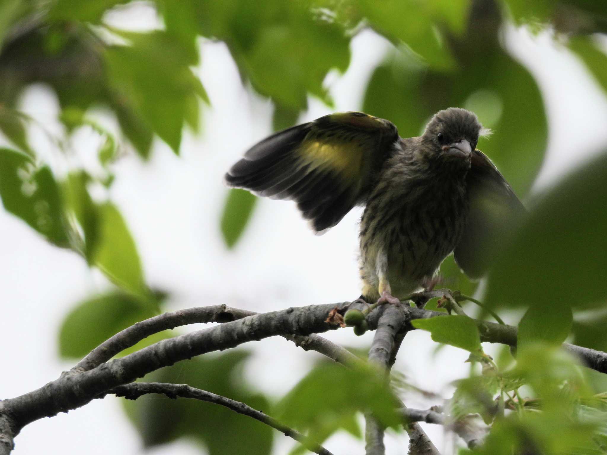 Grey-capped Greenfinch