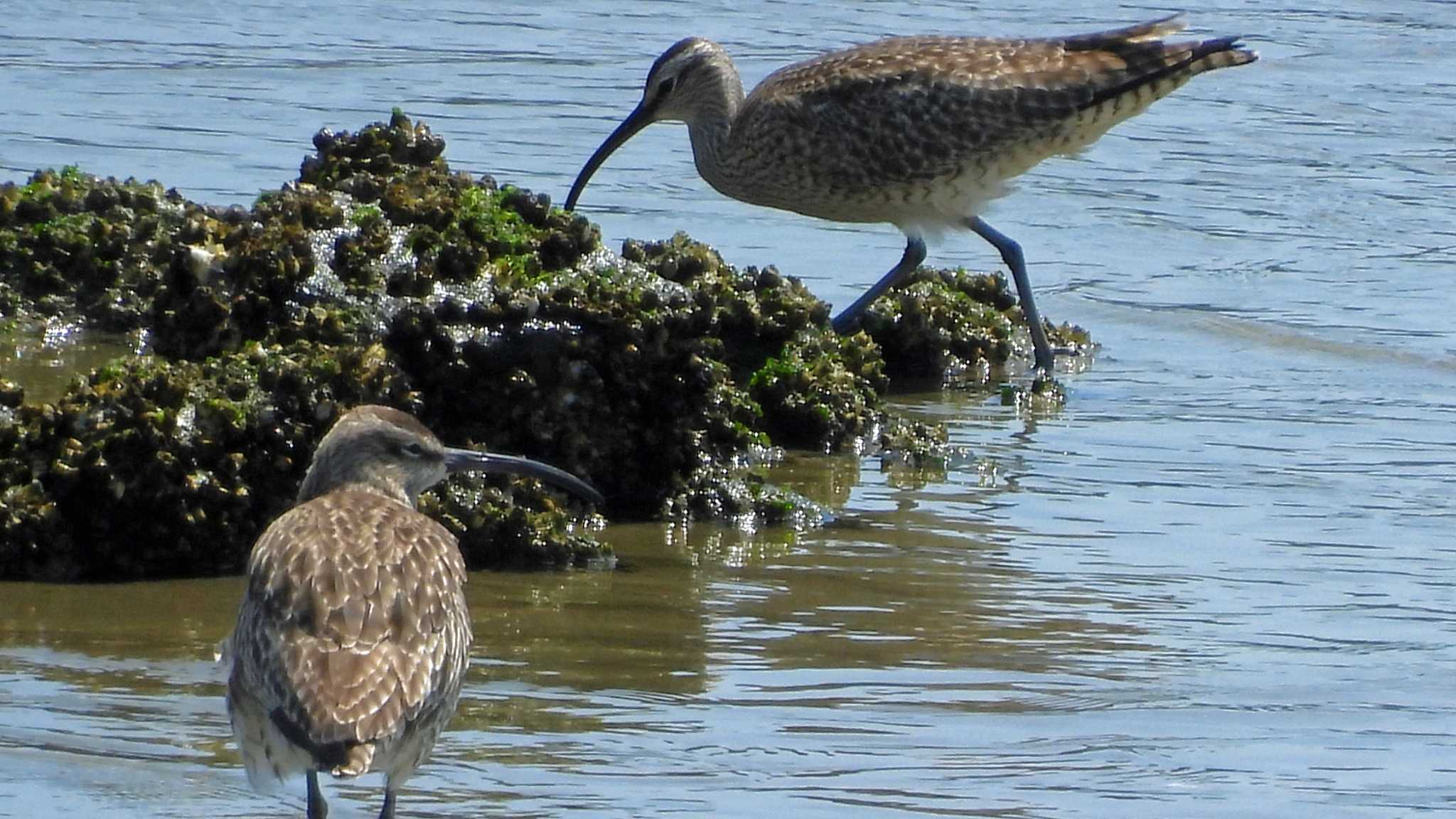 甲子園浜(兵庫県西宮市) チュウシャクシギの写真