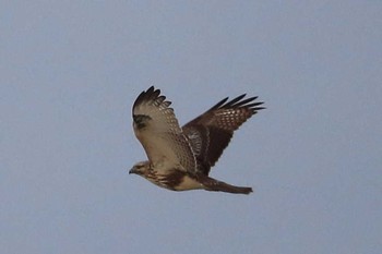 Eastern Buzzard 北海道 函館市 函館空港脇 Wed, 11/22/2017