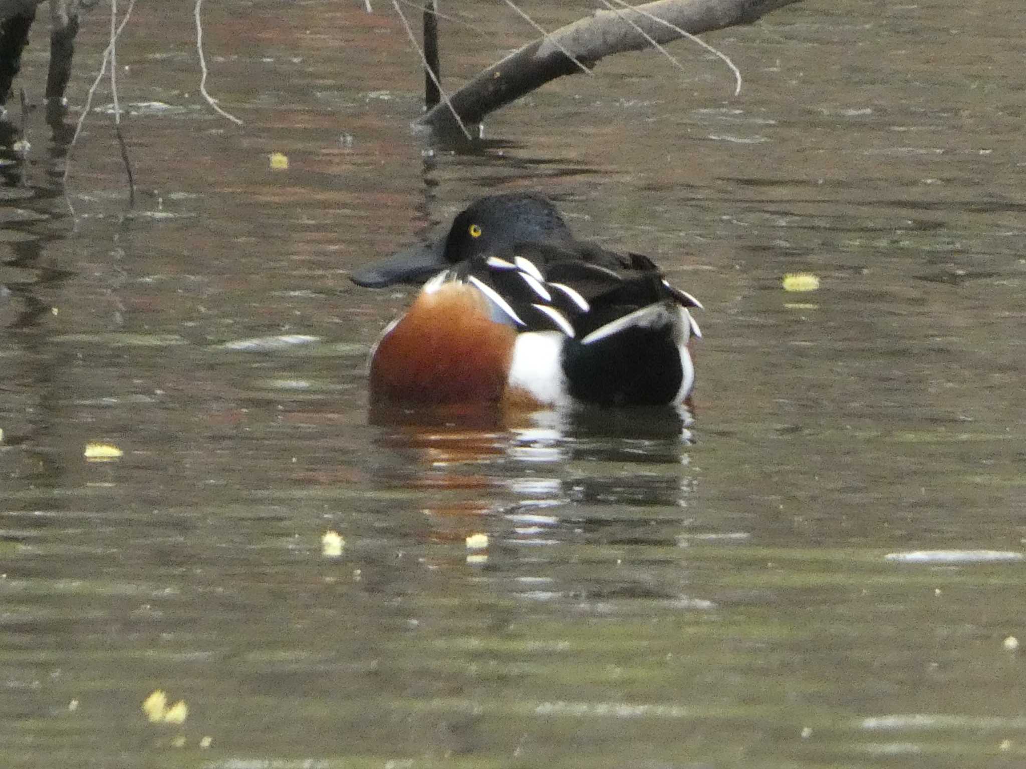 新横浜公園 ハシビロガモの写真