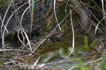 Japanese Accentor Hayatogawa Forest Road Wed, 11/22/2017