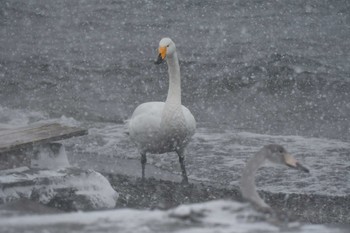 2021年12月18日(土) 屈斜路湖の野鳥観察記録