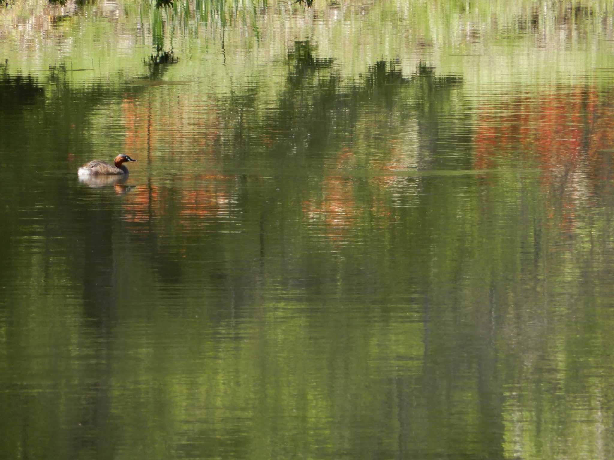 カイツブリ