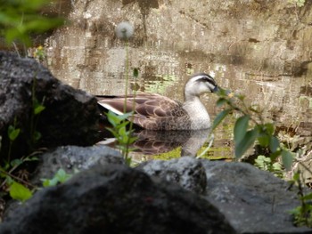 カルガモ 紅葉山公園 2022年4月22日(金)