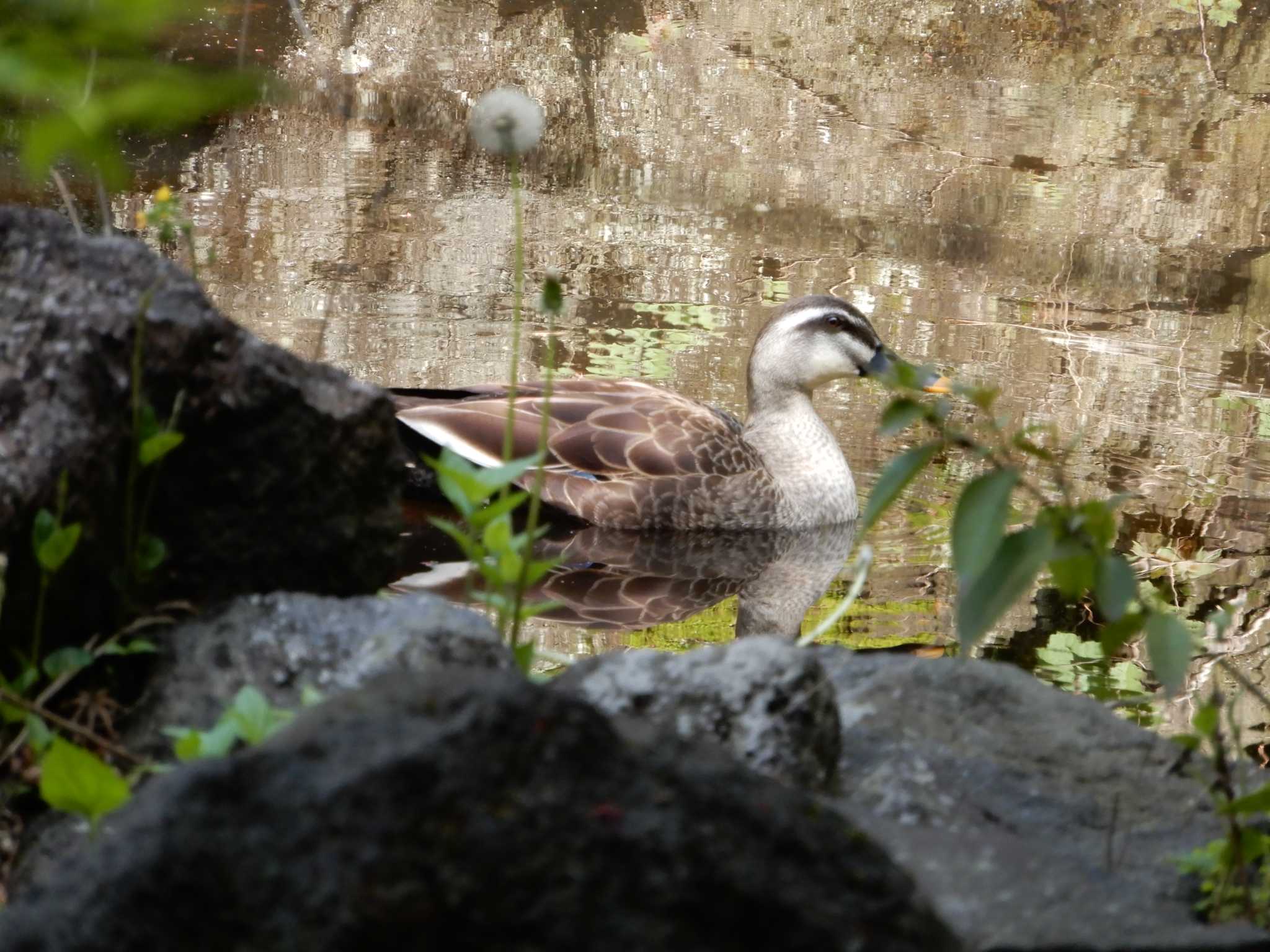 紅葉山公園 カルガモの写真