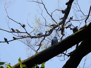 カワラバト 紅葉山公園 2022年4月22日(金)