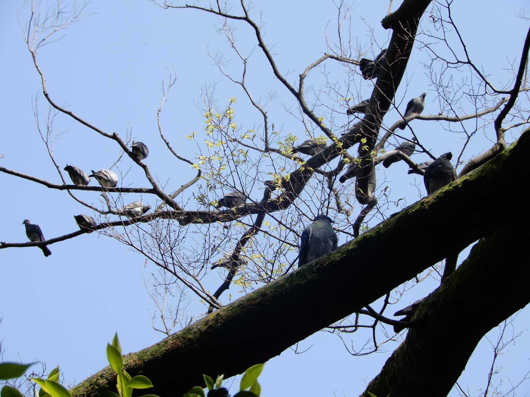 Rock Dove