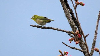 メジロ 南谷地公園付近 2022年4月22日(金)