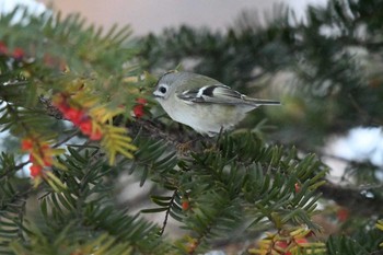 2017年11月21日(火) キトウシ森林公園の野鳥観察記録