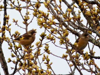 2022年3月28日(月) 湘南平の野鳥観察記録