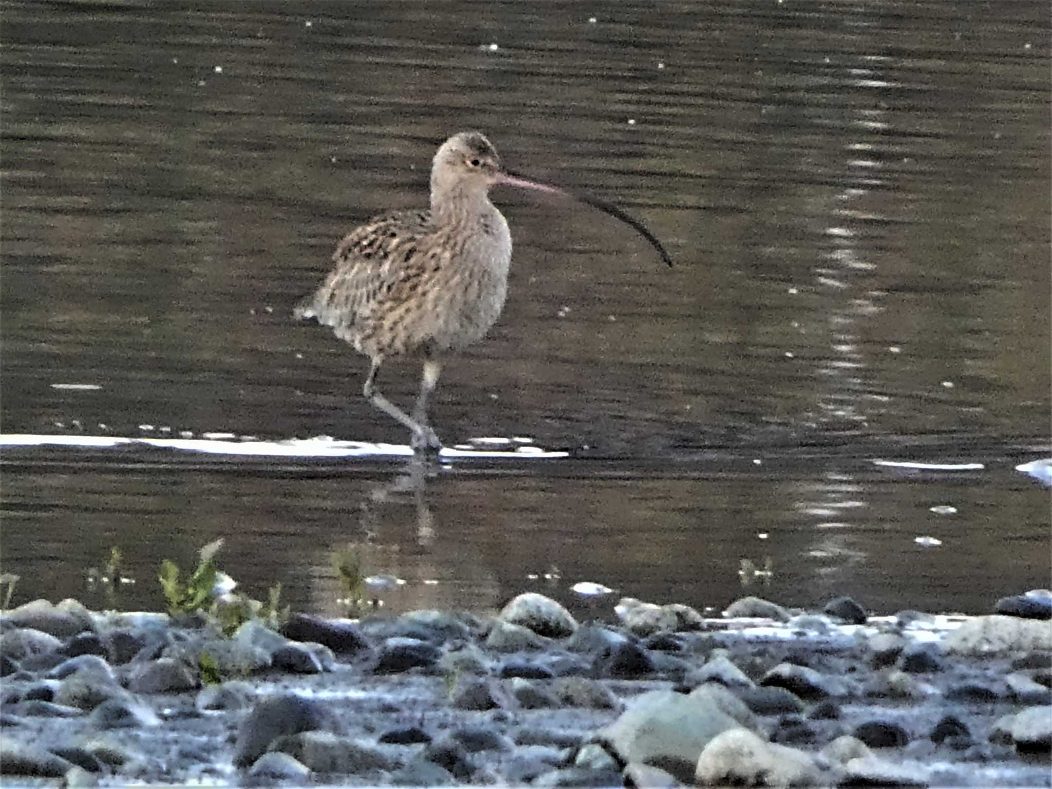 酒匂川河口 ホウロクシギの写真