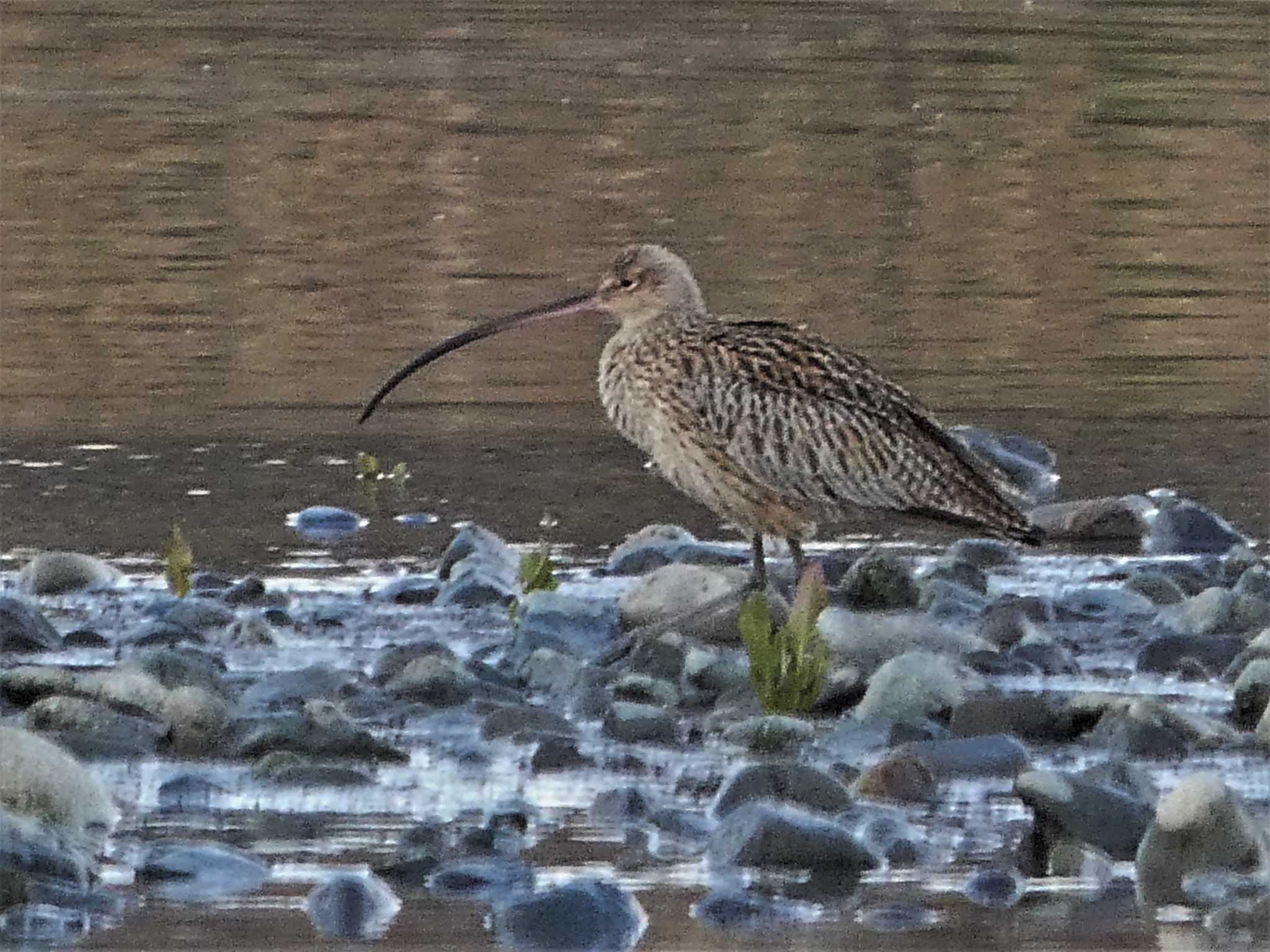 酒匂川河口 ホウロクシギの写真