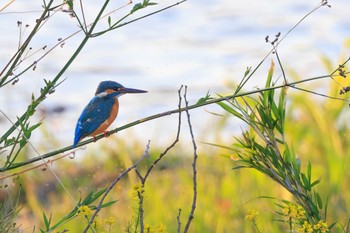 Common Kingfisher 犬山城 Tue, 4/19/2022