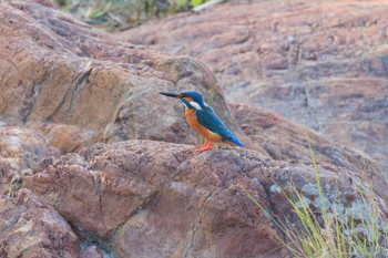 Common Kingfisher 犬山城 Tue, 4/19/2022