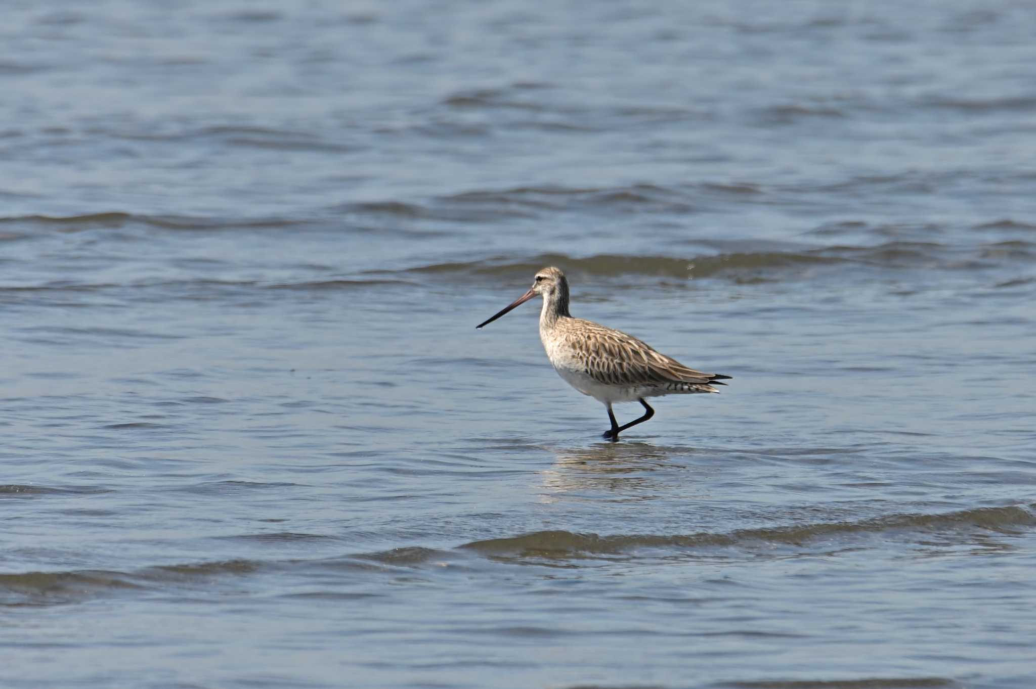 ふなばし三番瀬海浜公園 オオソリハシシギの写真