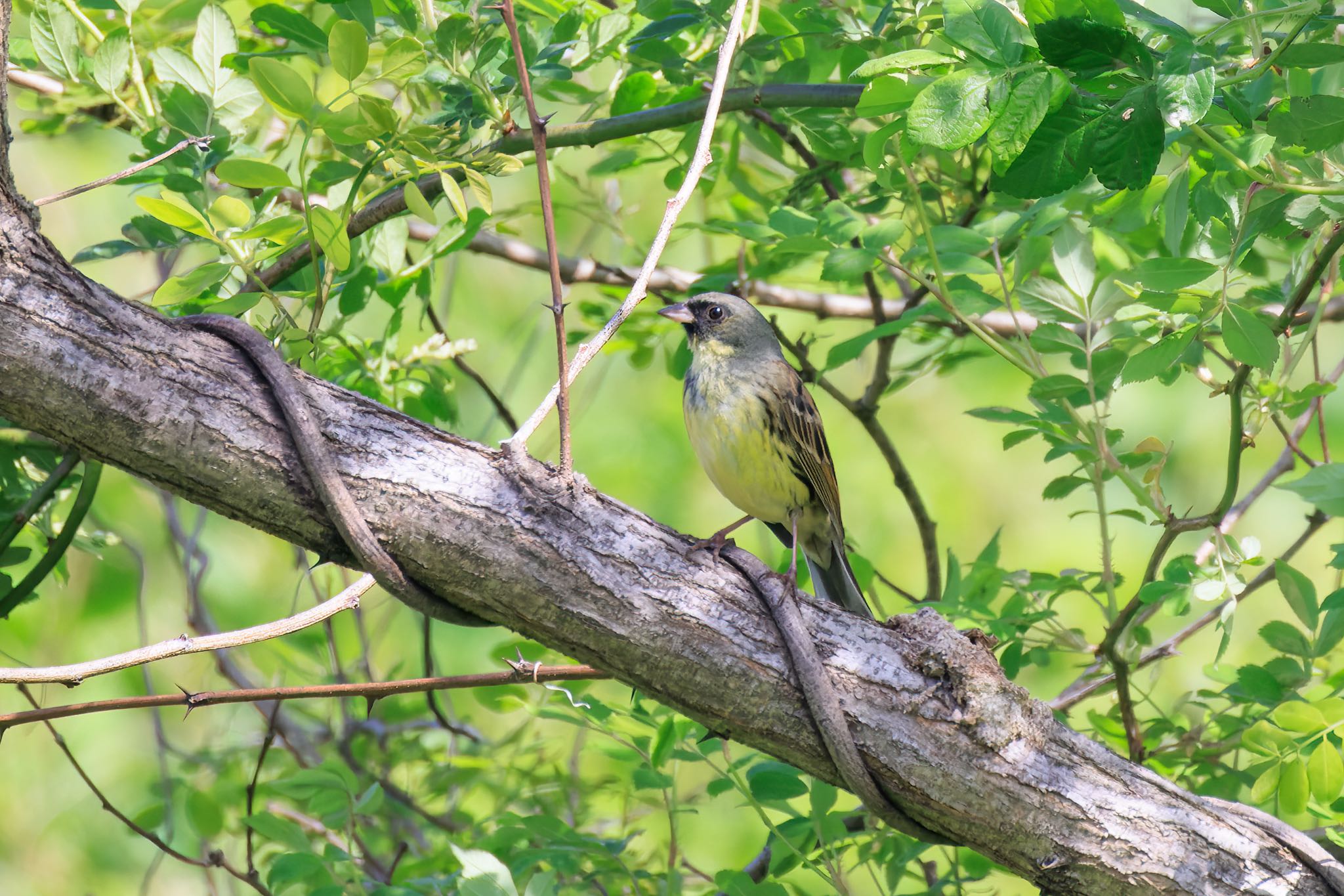 Masked Bunting