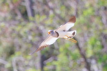 Grey-headed Lapwing 河川環境楽園 Fri, 4/22/2022