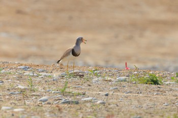 Grey-headed Lapwing 河川環境楽園 Fri, 4/22/2022