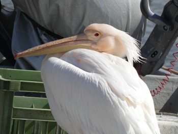 2022年3月28日(月) 北印旛沼の野鳥観察記録