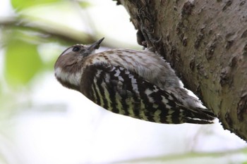 Japanese Pygmy Woodpecker 洗足池(大田区) Tue, 4/19/2022