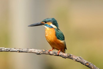 Common Kingfisher 洗足池(大田区) Sat, 3/12/2022