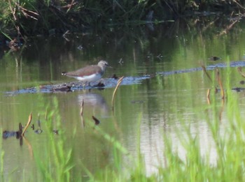 Green Sandpiper 尾津干拓地(山口県岩国市) Sat, 4/16/2022