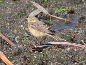 Water Pipit 尾津干拓地(山口県岩国市) Sat, 4/16/2022