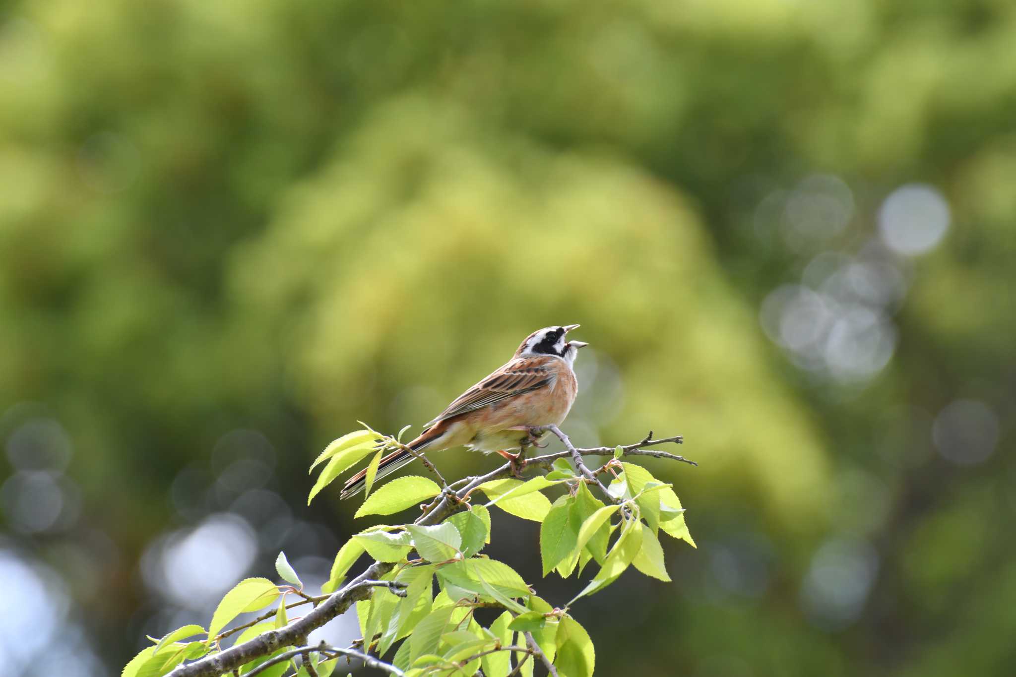 Photo of Meadow Bunting at 東三河ふるさと公園 by みそ＠VM4A