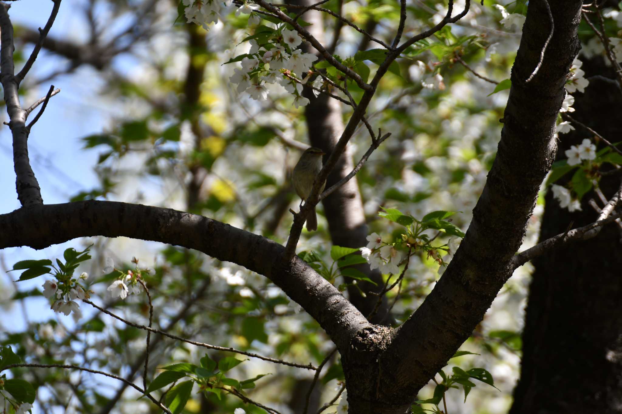 Photo of Japanese Bush Warbler at 牧野ヶ池緑地 by みそ＠VM4A