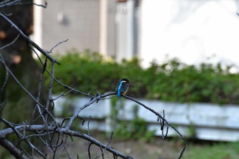 Common Kingfisher 御用水跡街園 Sat, 3/12/2022