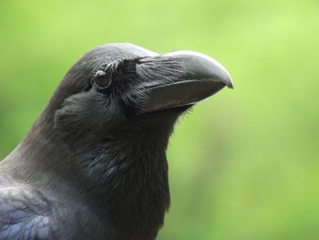 2022年4月23日(土) 埼玉県さいたま市の野鳥観察記録