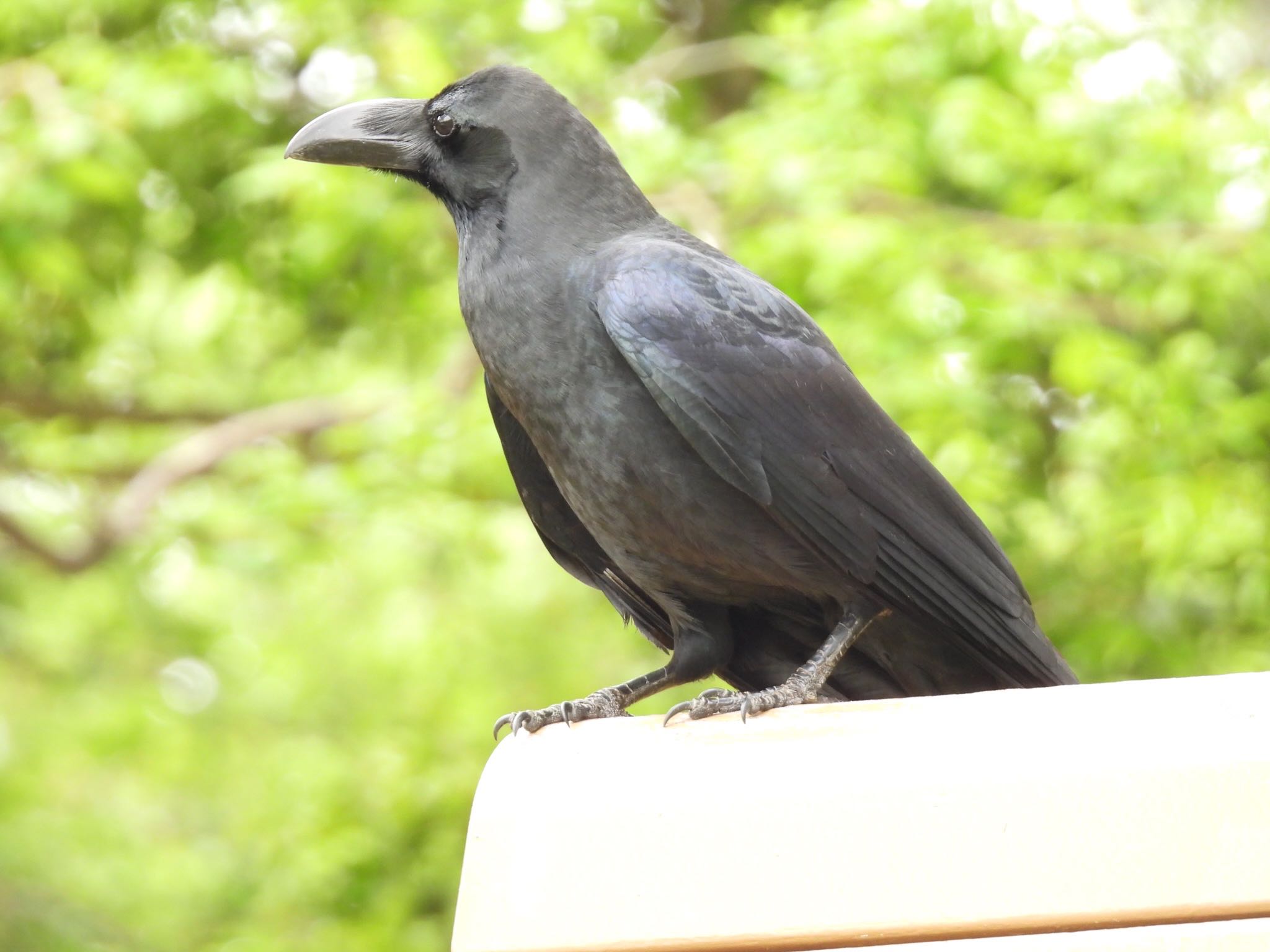 埼玉県さいたま市 ハシブトガラスの写真 by ツピ太郎