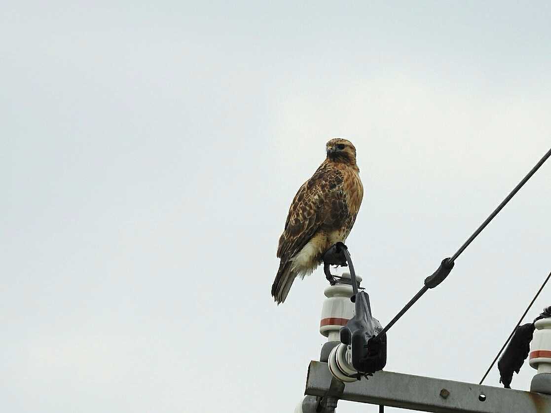 Eastern Buzzard