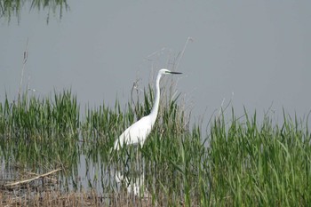 Great Egret 阿部池 Sat, 4/23/2022