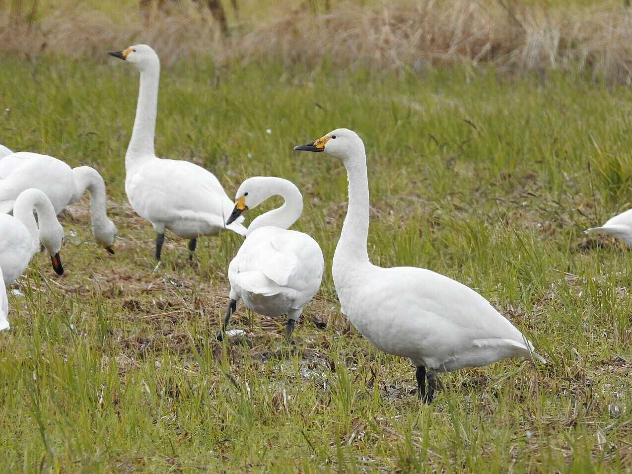 Tundra Swan