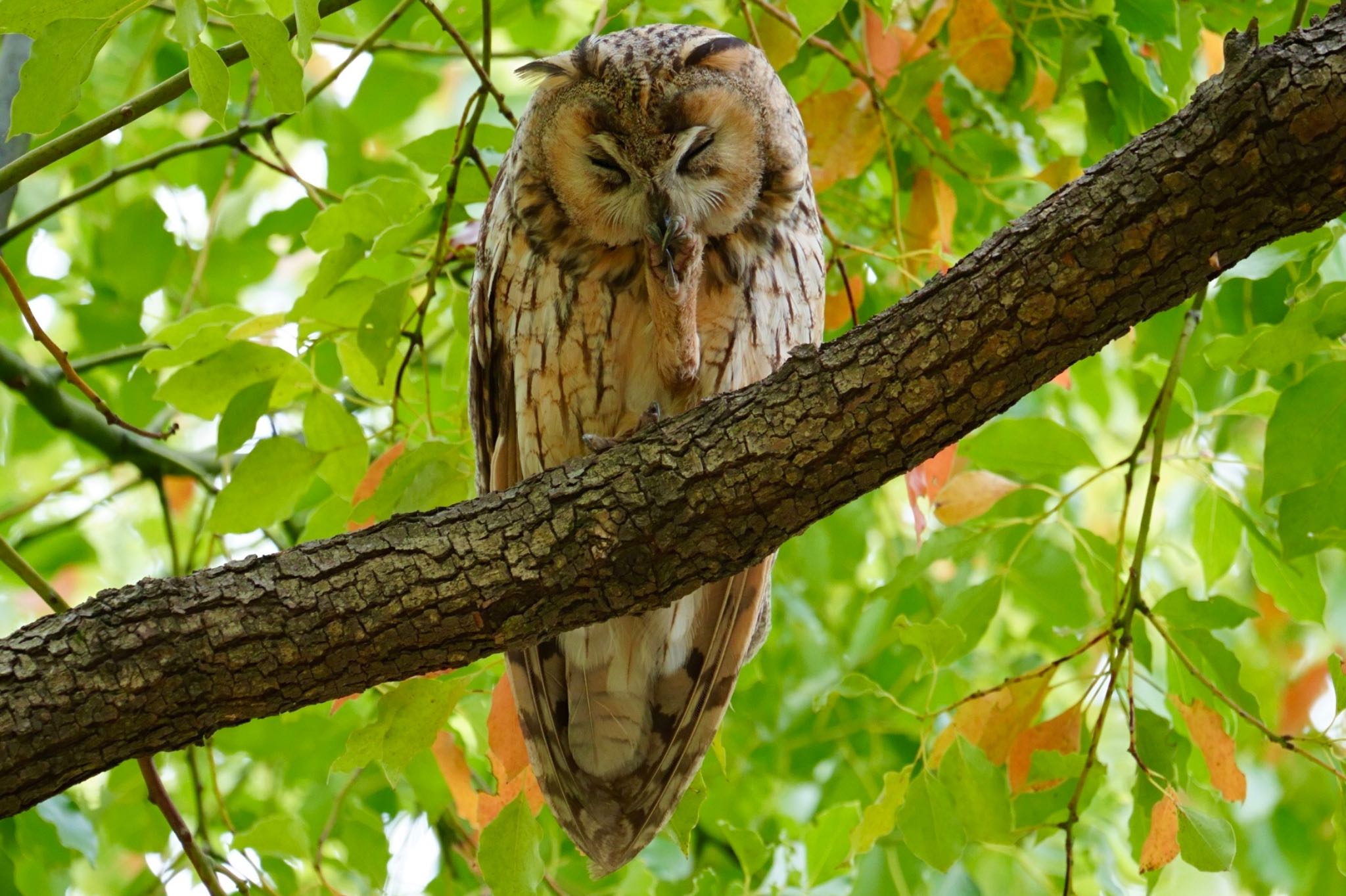  トラフズクの写真 by amachan