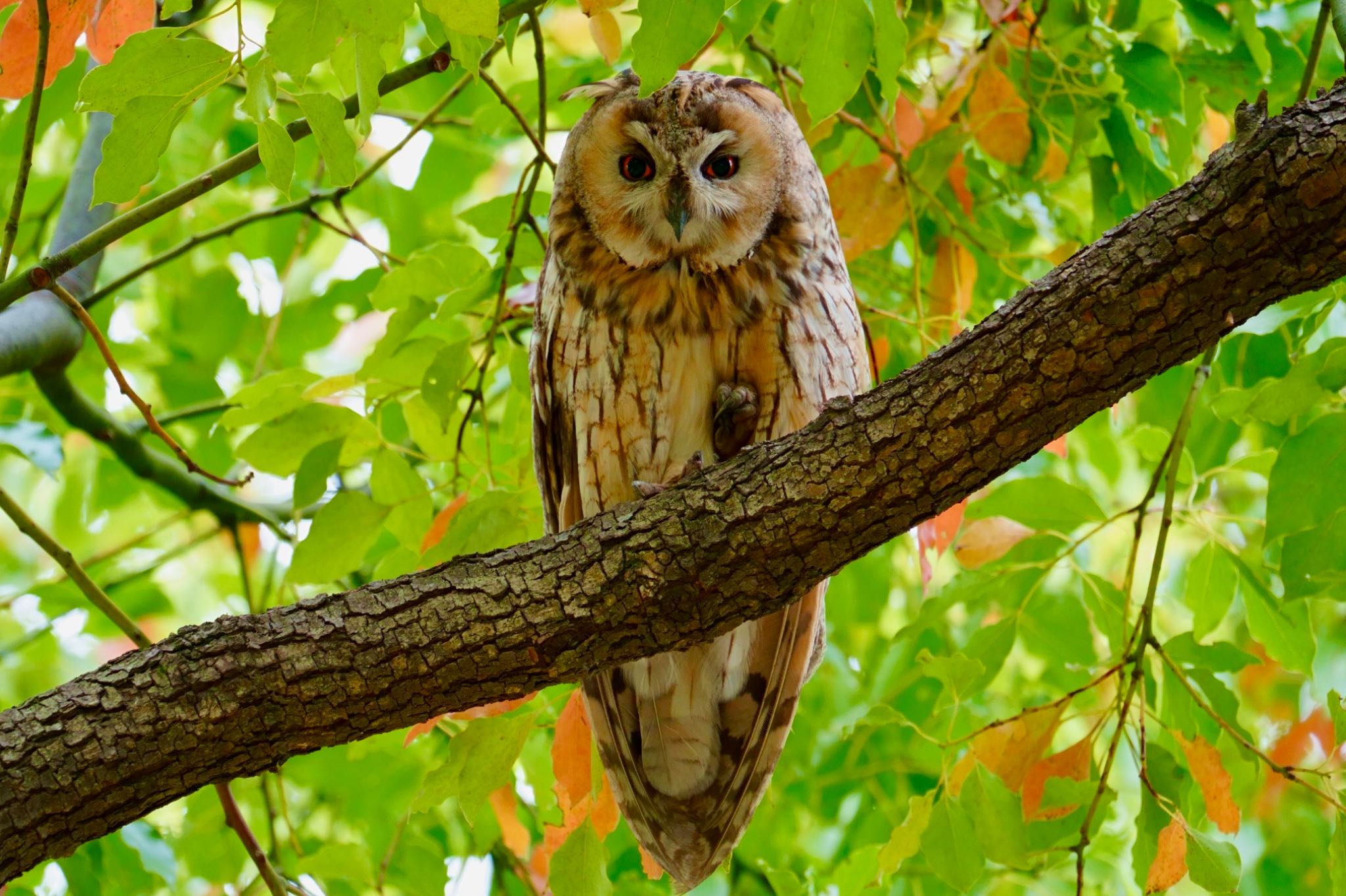  トラフズクの写真 by amachan