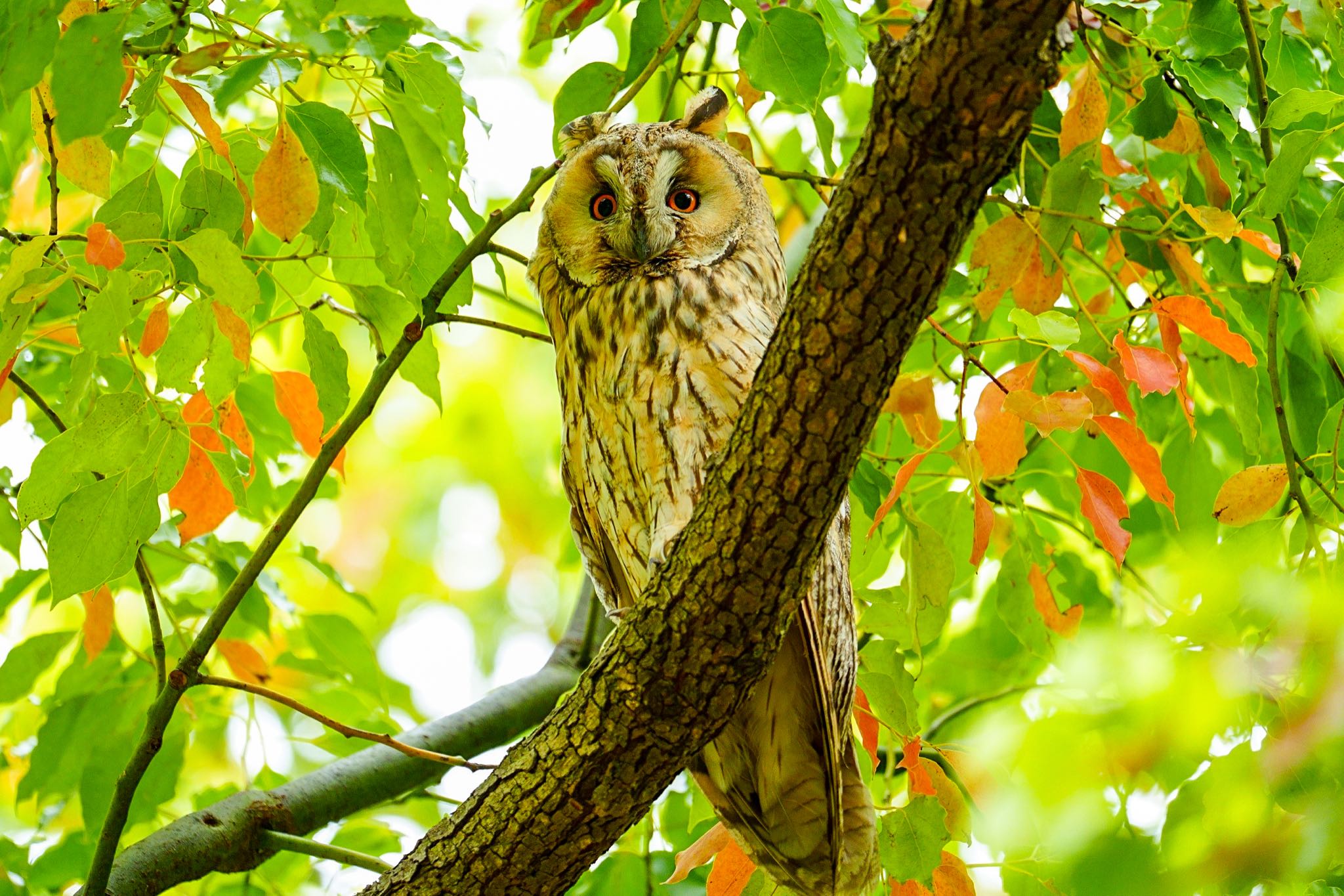  トラフズクの写真 by amachan