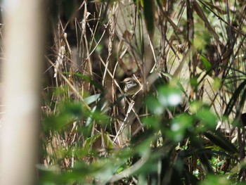 Japanese Bush Warbler 和歌山市 Sun, 3/27/2022