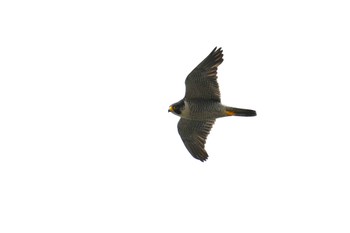 Peregrine Falcon 禄剛崎 Sat, 4/23/2022